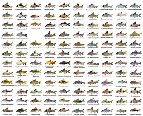 freshwater fish species|Types of Freshwater Fish .